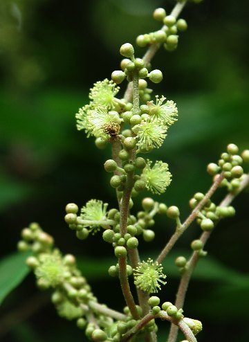 四季の山野草（アカメガシワ）