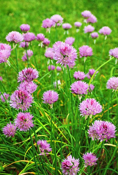 四季の山野草（アサツキ）