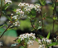 四季の山野草(アロニアチョークベリー) 四季の山野草(アロニアチョークベリー)