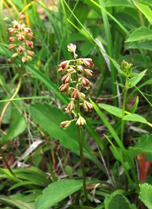 四季の山野草（チャボゼキショウ）