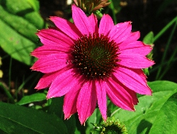 花図鑑 野草 色で見わけ五感で楽しむ野草図鑑 | ナツメ社