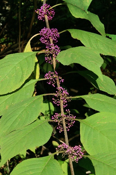 四季の山野草（カリカルパ・ボディニエリ）