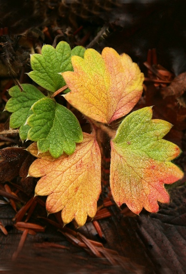 四季の山野草（チシマキンバイ）