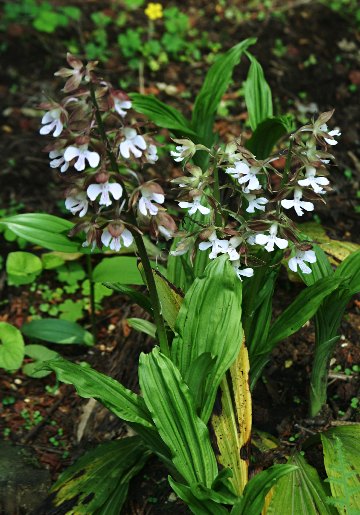 四季の山野草（エビネ）
