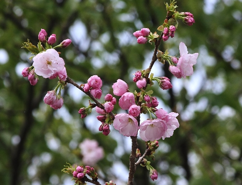 四季の山野草（ゴショザクラ）
