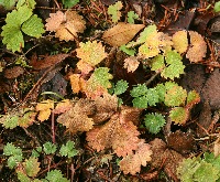 四季の山野草（チシマキンバイ）