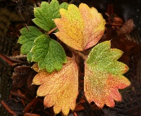 四季の山野草（チシマキンバイ）