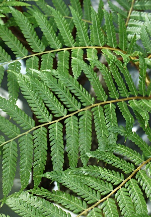 四季の山野草（ヒカゲヘゴ）