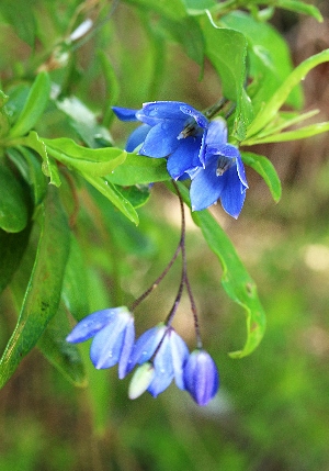 四季の山野草（ヒメツリガネ）