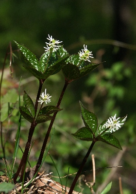 山野草 花 ヒトリシズカ 黒実 A-