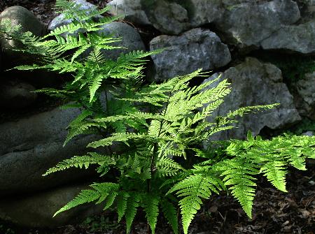 四季の山野草（ヒメイタチシダ）