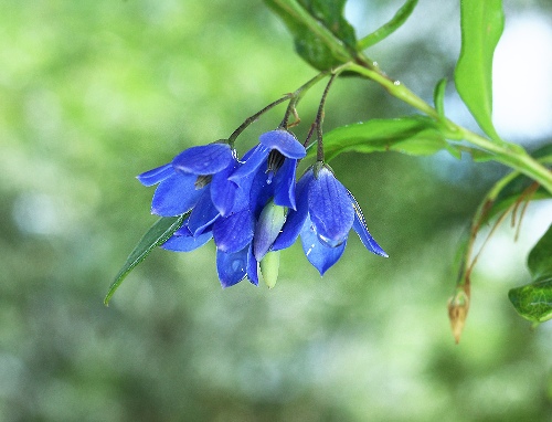 四季の山野草（ヒメツリガネ）