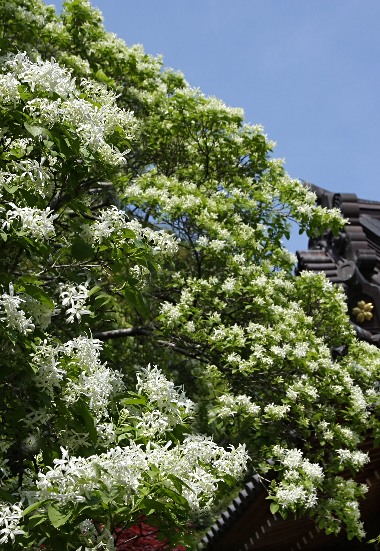 四季の山野草（ヒトツバタゴ）
