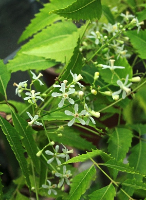 四季の山野草（インドセンダン）