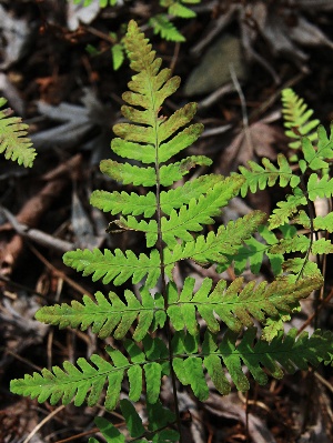 四季の山野草（イワウサギシダ）