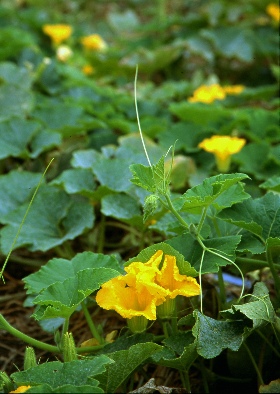 四季の山野草 カボチャ