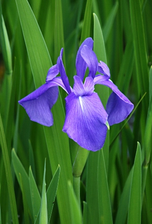 四季の山野草 カキツバタ