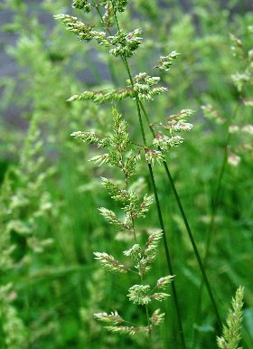 四季の山野草 カモガヤ