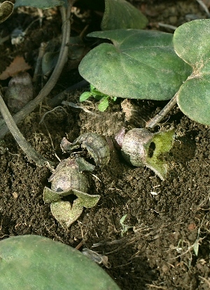 四季の山野草 カントウカンアオイ