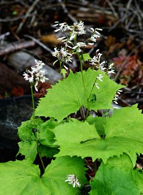 四季の山野草 カニコウモリ