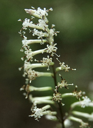 四季の山野草 カニコウモリ