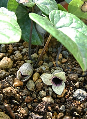 四季の山野草 カントウカンアオイ