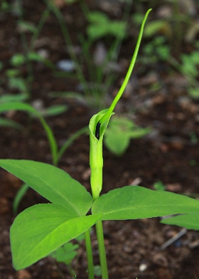 四季の山野草 カラスビシャク