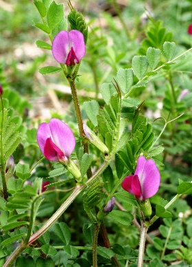 四季の山野草 カラスノエンドウ