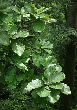 四季の山野草 カシワ