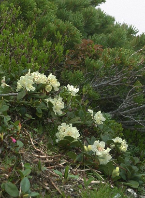 四季の山野草 キバナシャクナゲ