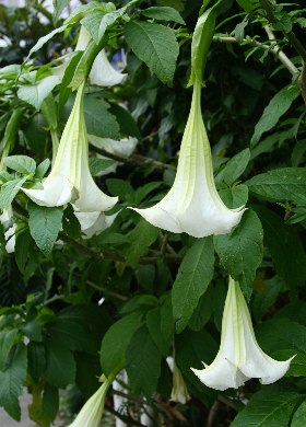 四季の山野草 キダチチョウセンアサガオ