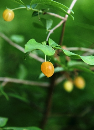 四季の山野草 ウグイスカグラ