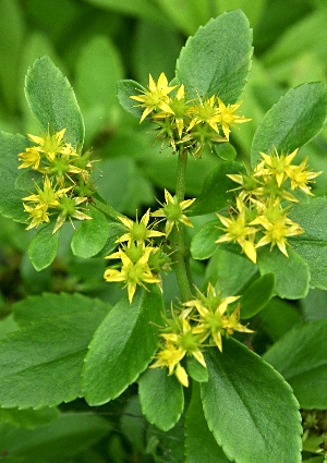 四季の山野草 エゾノキリンソウ