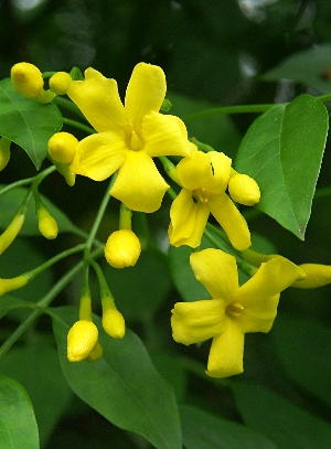 四季の山野草 オオバナソケイ