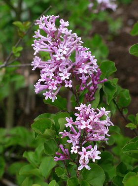 四季の山野草 ムラサキハシドイ