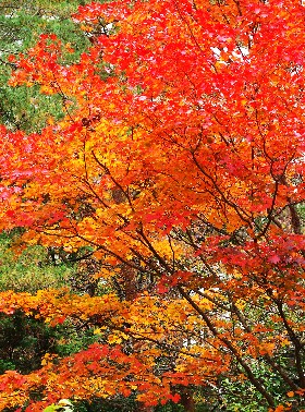 四季の山野草 イタヤカエデ