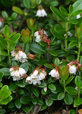 四季の山野草 コケモモ