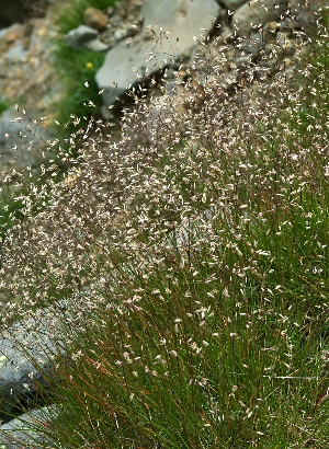 四季の山野草 コメススキ