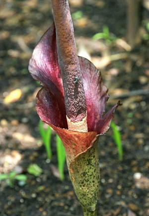 四季の山野草 コンニャク