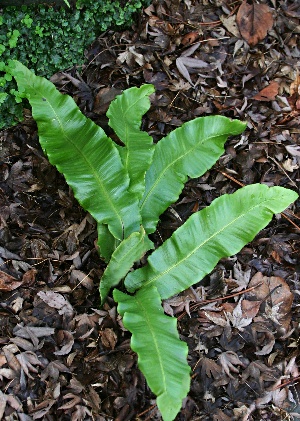 四季の山野草 コタニワタリ