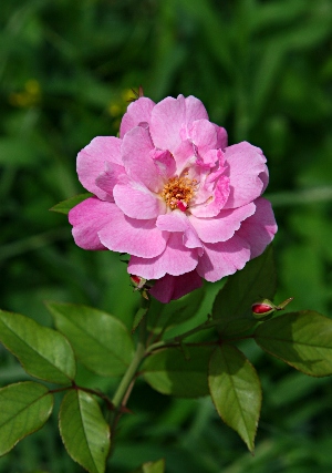 四季の山野草 コウシンバラ