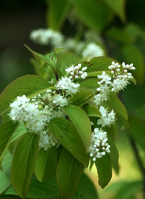 四季の山野草 サワフタギ