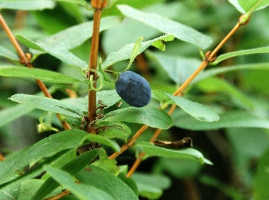 四季の山野草 ウグイスカグラ