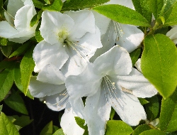 四季の山野草