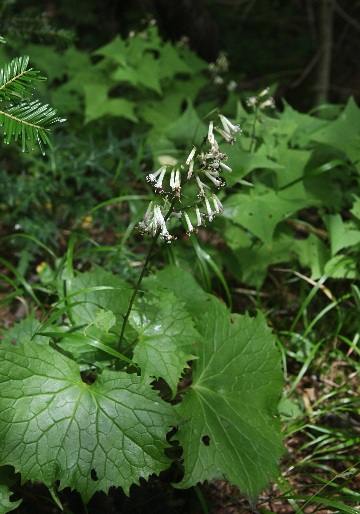 四季の山野草 カニコウモリ