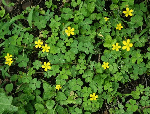 四季の山野草 カタバミ