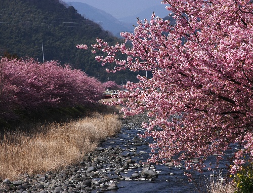 四季の山野草（カワズザクラ）