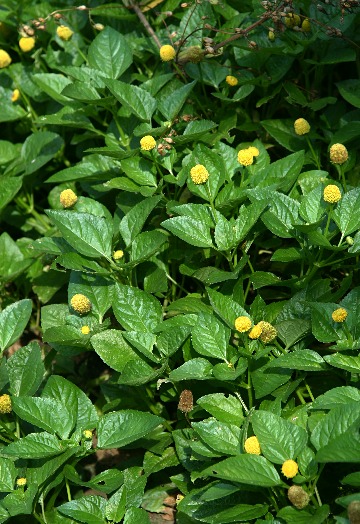 四季の山野草 キバナオランダセンニチ 四季の山野草 キバナオランダセンニチ