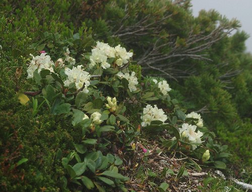 四季の山野草 キバナシャクナゲ