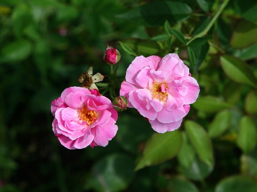 四季の山野草 コウシンバラ